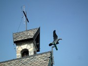 88 l'aquila sulla Cappella Alpina